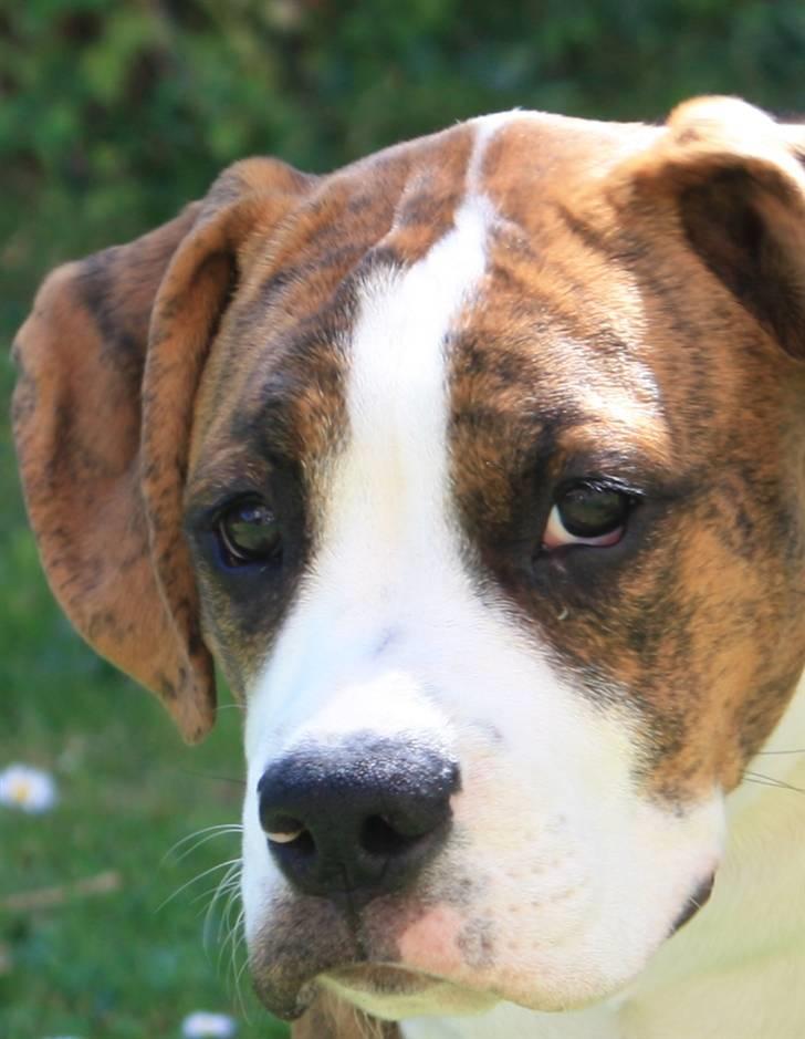 Blanding af racer Bella billede 7