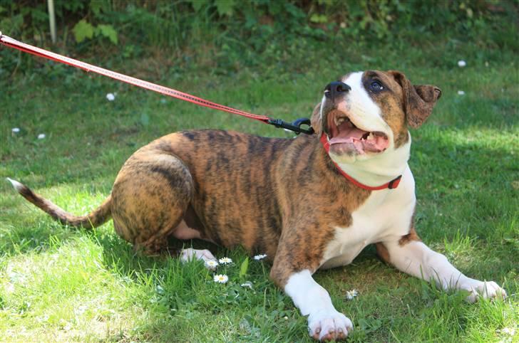 Blanding af racer Bella billede 8