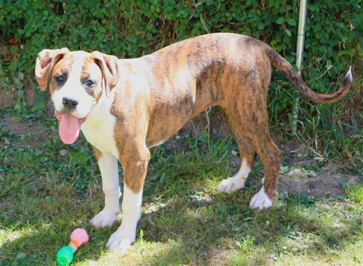 Blanding af racer Bella billede 9