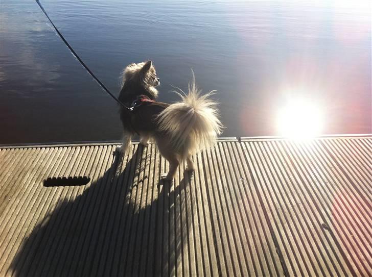 Chihuahua | Jacko - # Billede 12 billede 12