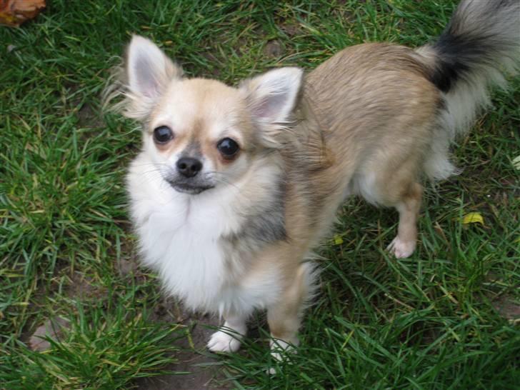 Chihuahua | Jacko - # Billede 13 billede 13