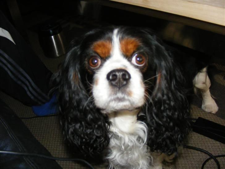 Cavalier king charles spaniel | Pondus - # Billede 8 billede 8
