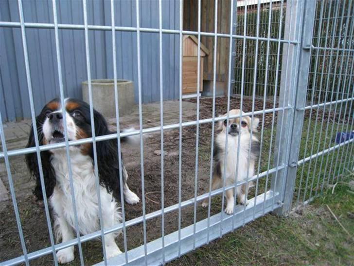 Cavalier king charles spaniel | Pondus - # Billede 9 billede 9