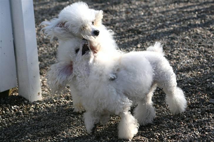 Dværgpuddel Ludvig billede 14