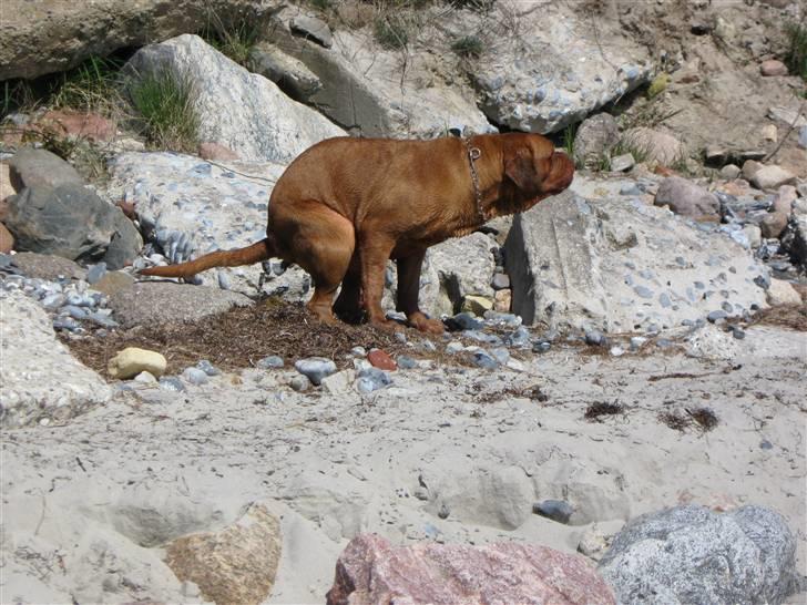 Dogue de bordeaux Pretty R.I.P. billede 10