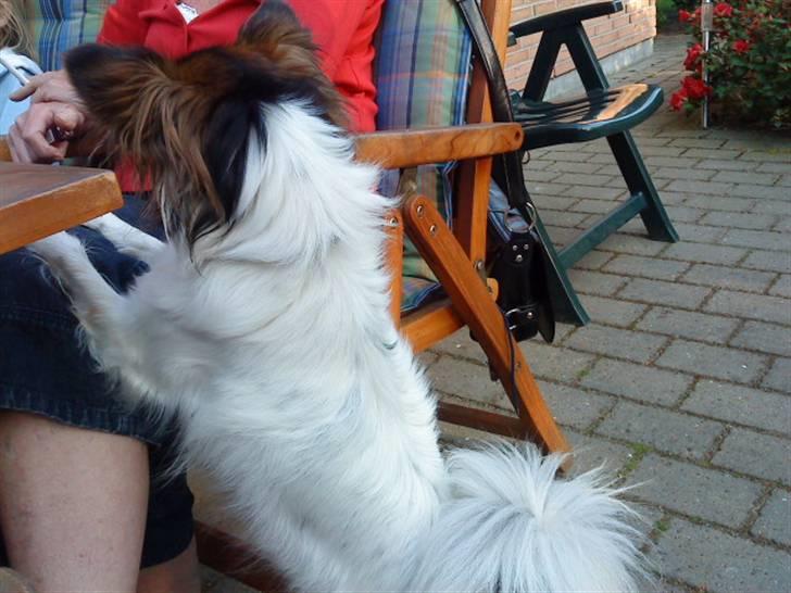 Papillon maggie billede 12