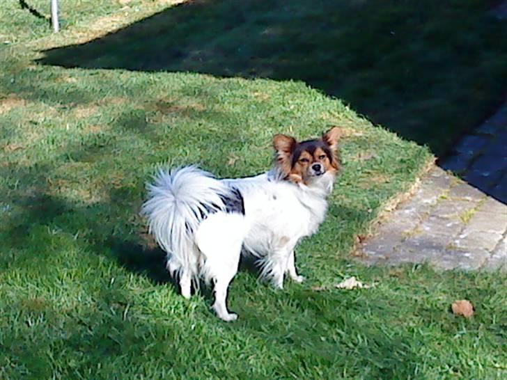 Papillon maggie billede 13