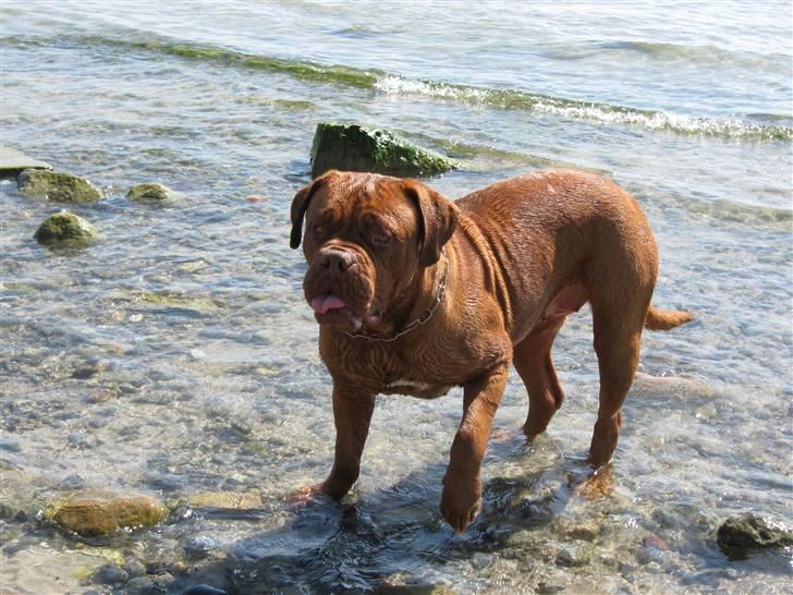 Dogue de bordeaux Pretty R.I.P. billede 11