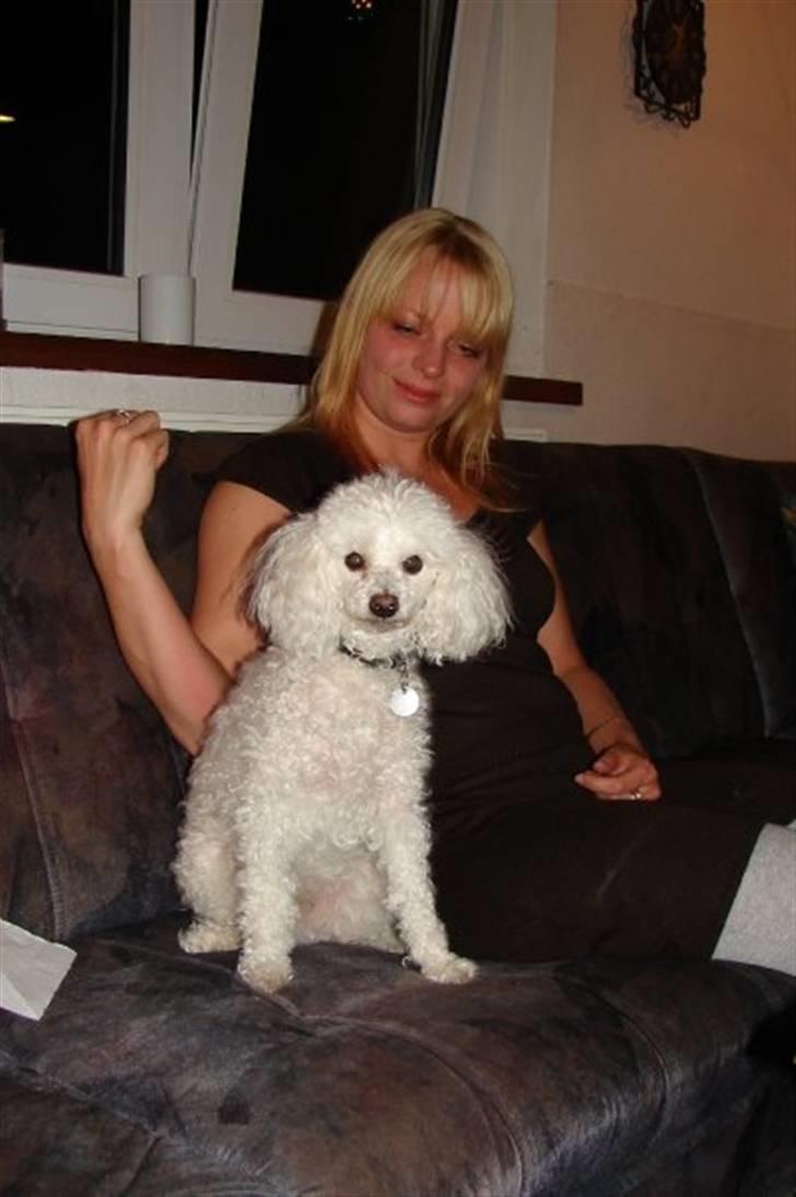 Toypuddel joker billede 1