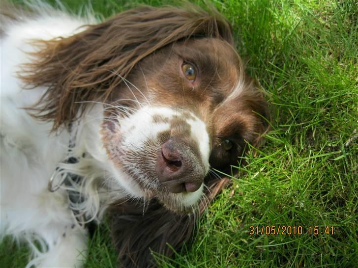 Engelsk springer spaniel Nuser - jeg elsker dig              -velkommen til min dejlige hund nuser (; billede 2