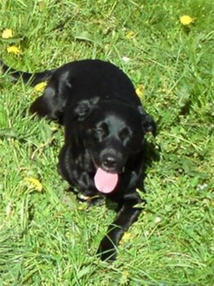 Labrador retriever Clara billede 18