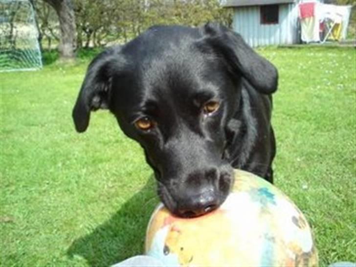 Labrador retriever Clara - Kom nu! Leg nu med mig! billede 19