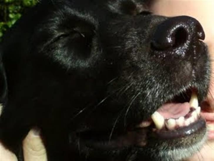 Labrador retriever Clara - Se, er jeg ikke bare fin? billede 20