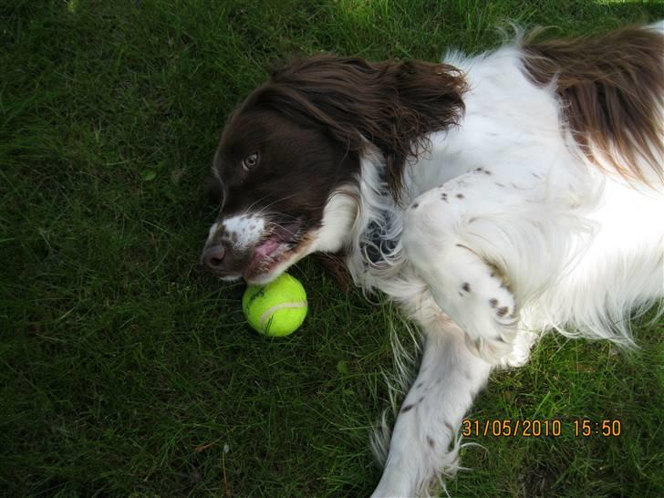 Engelsk springer spaniel Nuser - han kan godt lide sine tennis bolde :D billede 4