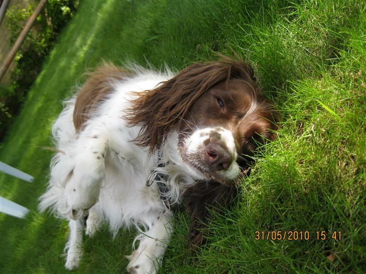 Engelsk springer spaniel Nuser - foto model (elsker det billede;) billede 12