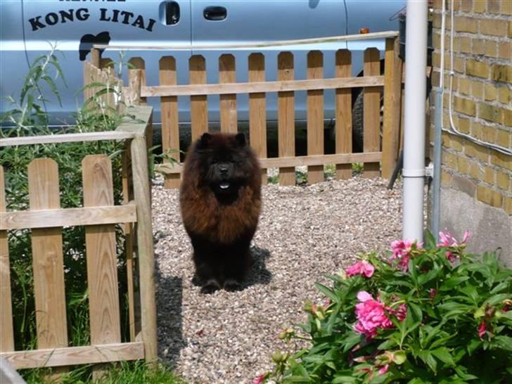 Chow chow Angel - Smukke Angel... billede 1