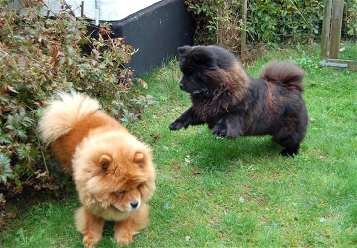 Chow chow Angel - Angel og vivaldi... (Angel er den sorte) :) billede 2