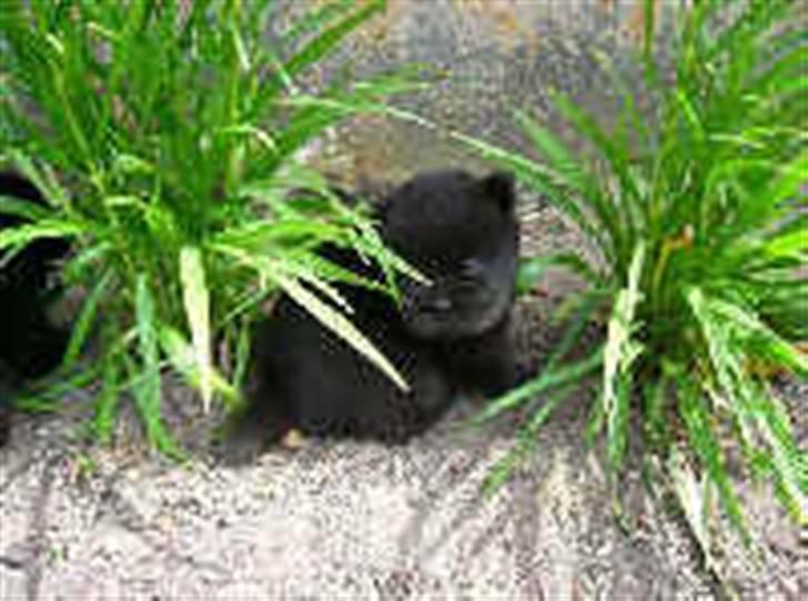 Chow chow Angel - Angel som lille hvalp. vi har næmlig selv opdrættet hende. billede 3