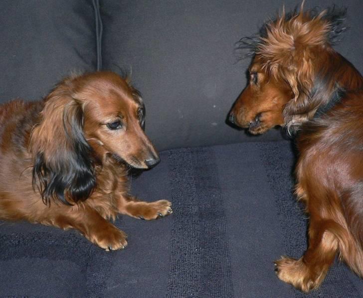 Dværggravhund  Anton  Himmelhund - anton er i drille humør :) billede 20