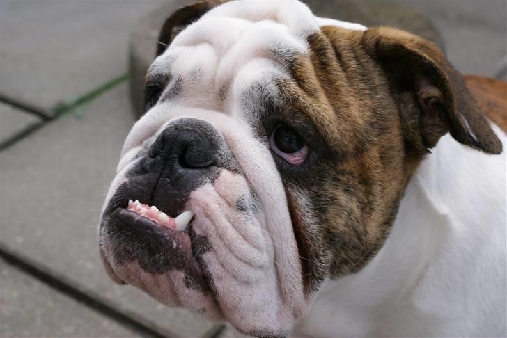 Engelsk bulldog LUDVIG ~udfordres gerne~  - Skønne Lud 8½ mdn gammel.. billede 17