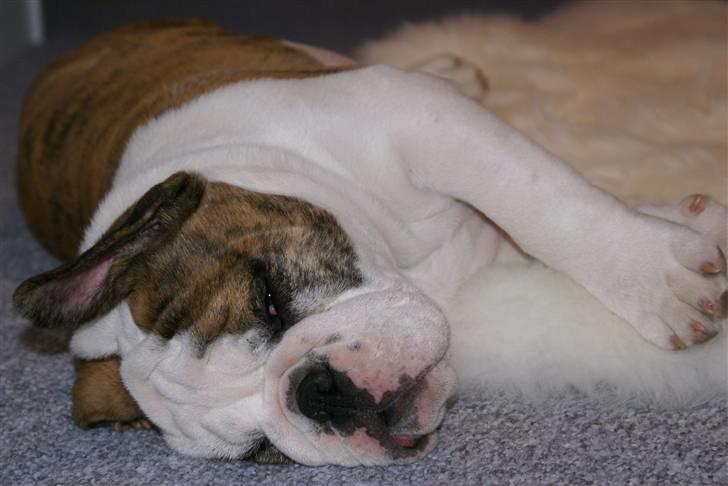 Engelsk bulldog LUDVIG ~udfordres gerne~  - Ludvig 4 mdr. billede 18