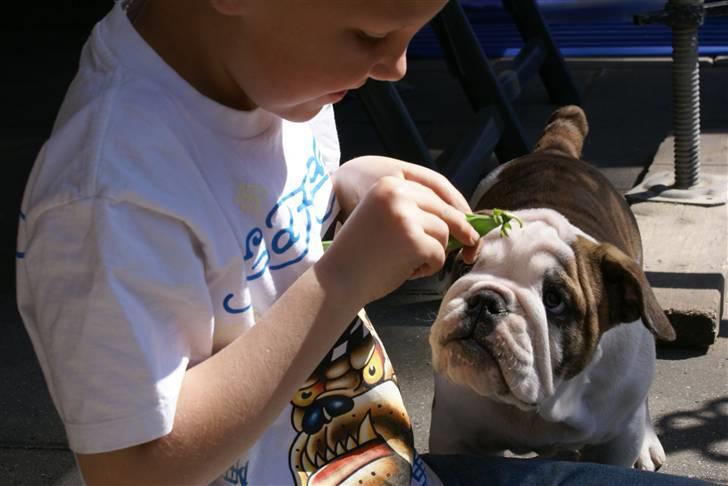 Engelsk bulldog LUDVIG ~udfordres gerne~  - Ludvig 3 mdr. billede 19