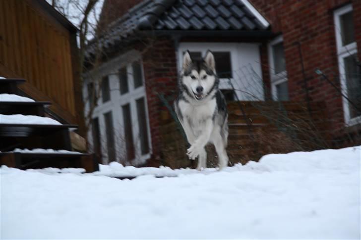 Alaskan malamute Uniq billede 2