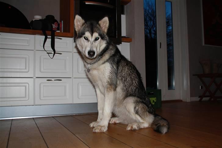 Alaskan malamute Uniq billede 3