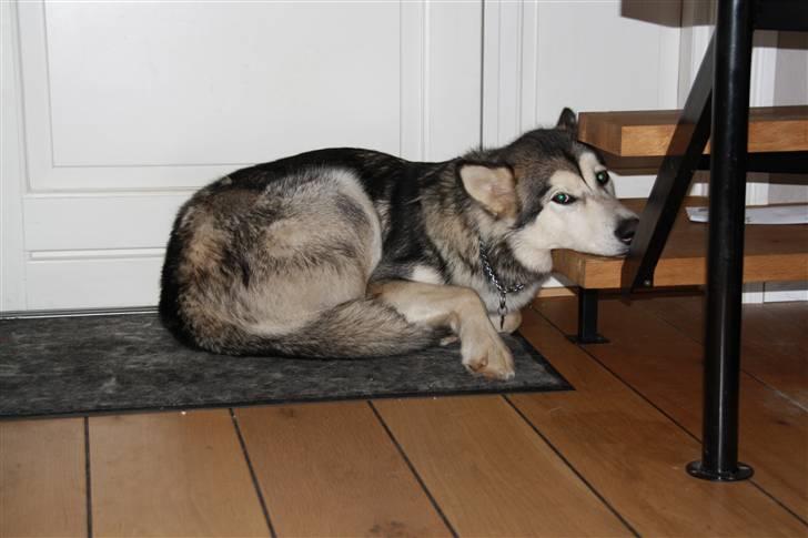 Alaskan malamute Uniq billede 4