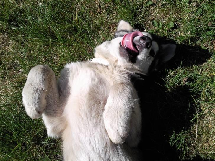 Alaskan malamute Uniq billede 5