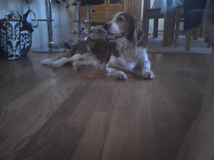 Welsh springer spaniel NIkko - "hvad sker der" billede 1