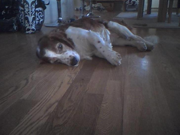 Welsh springer spaniel NIkko - "lad mig nu sove" billede 2