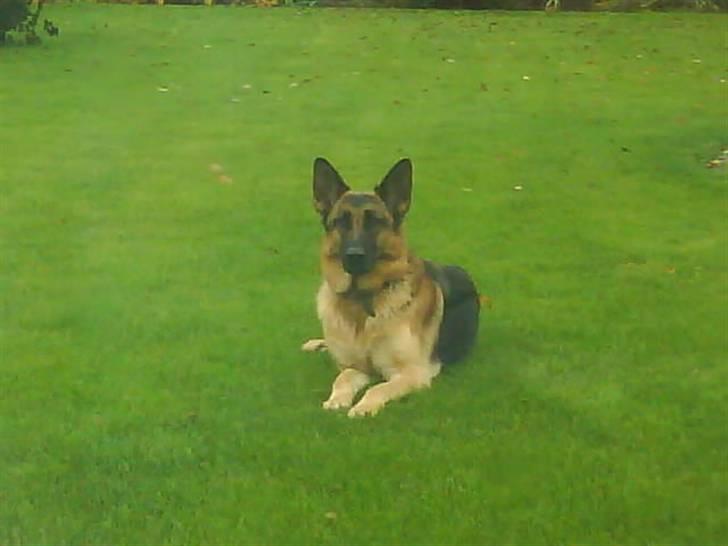 Schæferhund Roager´s Inka billede 1