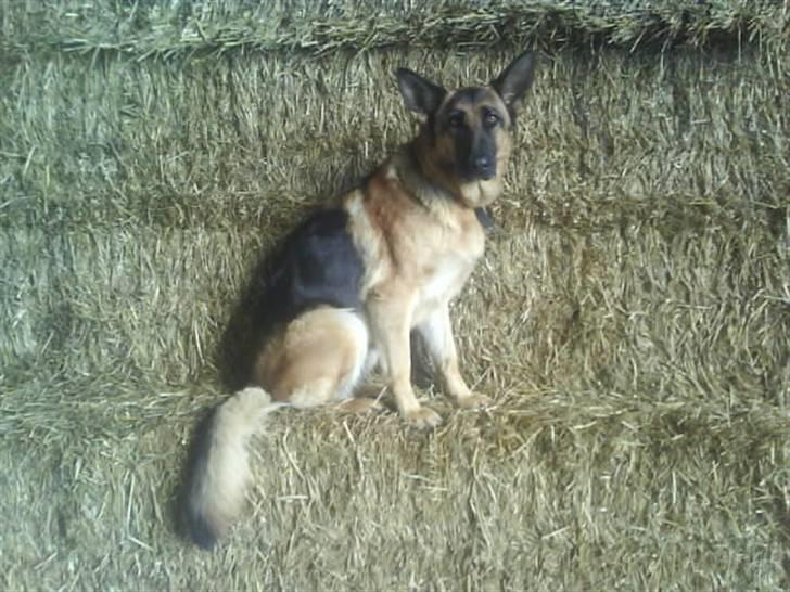 Schæferhund Roager´s Inka billede 2