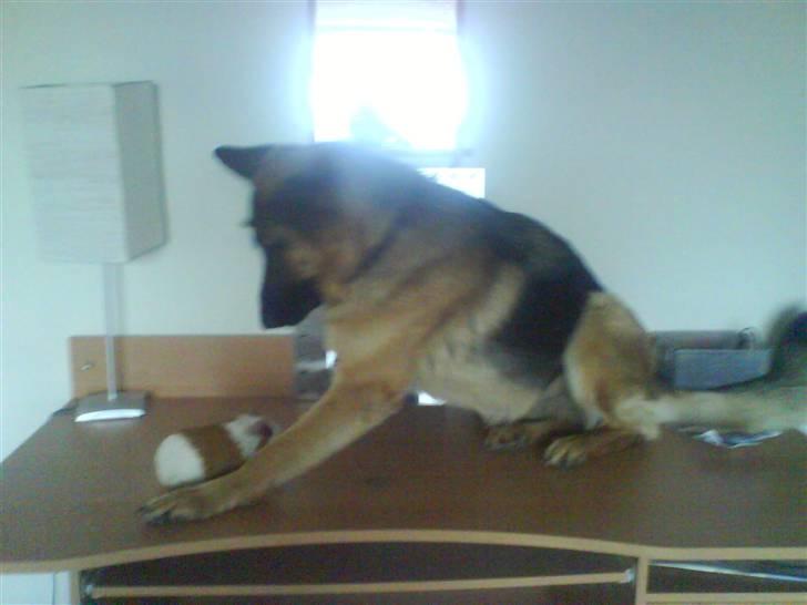 Schæferhund Roager´s Inka billede 3