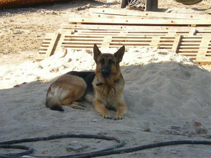 Schæferhund Roager´s Inka billede 4