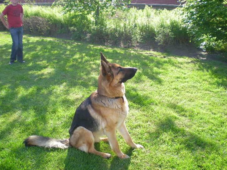 Schæferhund Roager´s Inka billede 5