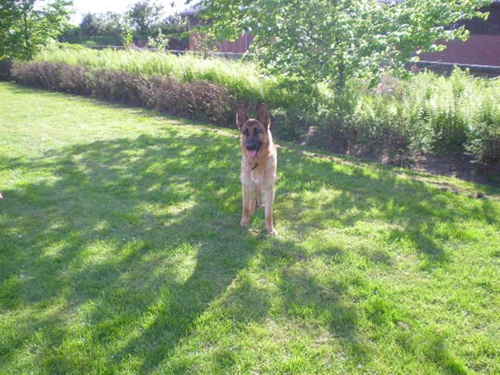 Schæferhund Roager´s Inka billede 6