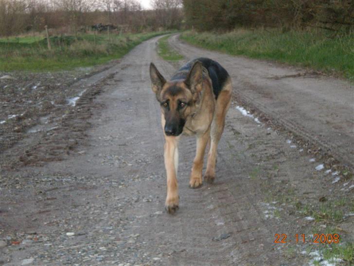 Schæferhund Roager´s Inka billede 7