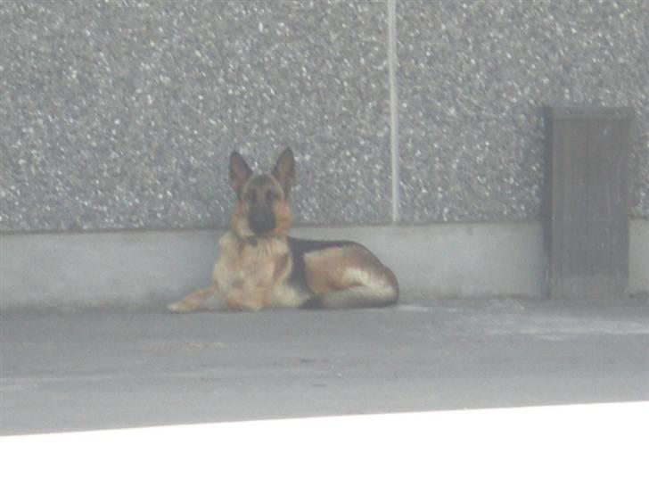 Schæferhund Roager´s Inka billede 8