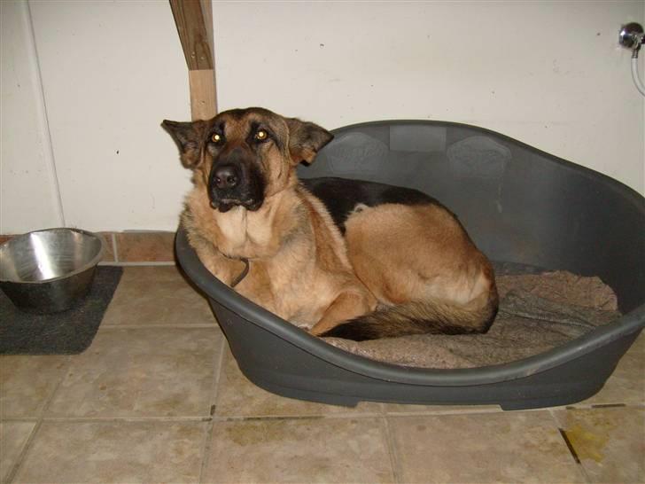 Schæferhund Roager´s Inka billede 9