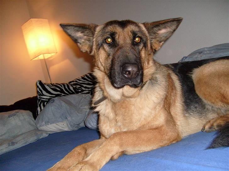 Schæferhund Roager´s Inka billede 10