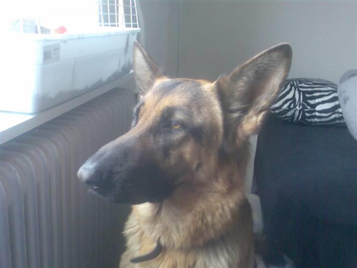 Schæferhund Roager´s Inka billede 11