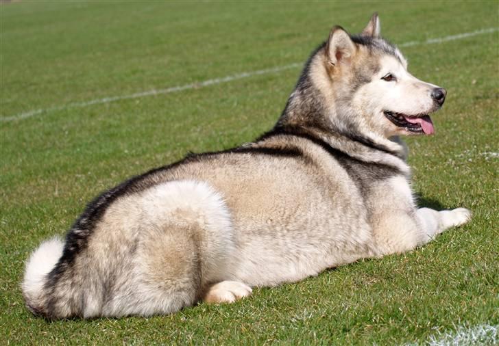 Alaskan malamute Tkaya - 4 år billede 16