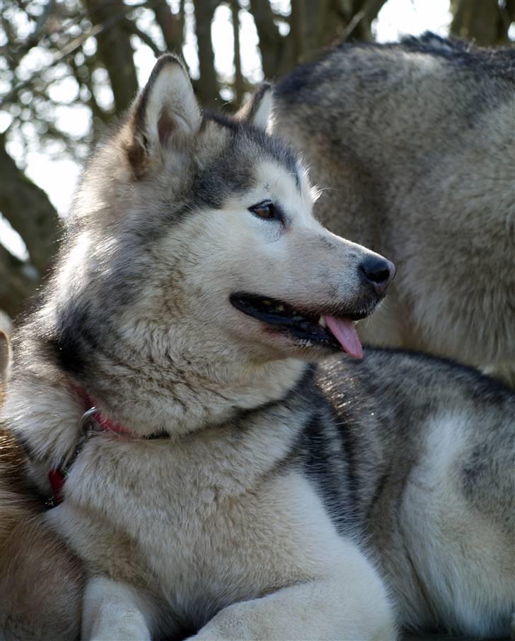 Alaskan malamute Tkaya - 4 år billede 17
