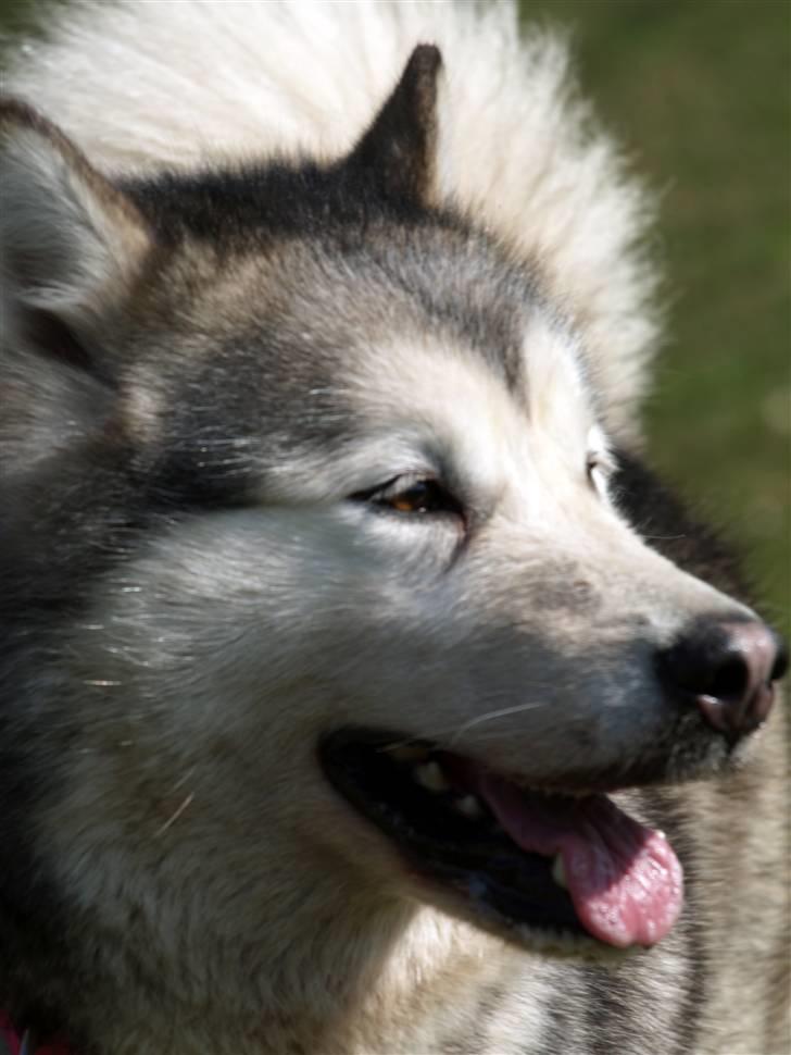 Alaskan malamute Tkaya - 4 år billede 19