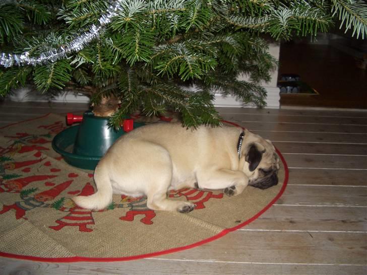 Mops Lucca billede 15