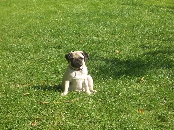 Mops Lucca billede 4