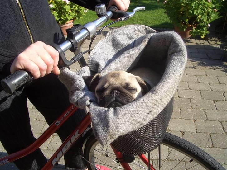 Mops Lucca billede 2