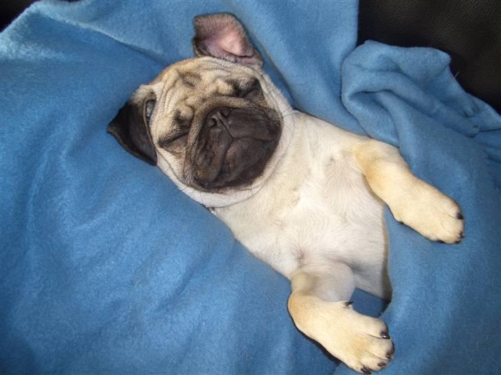 Mops Lucca billede 16